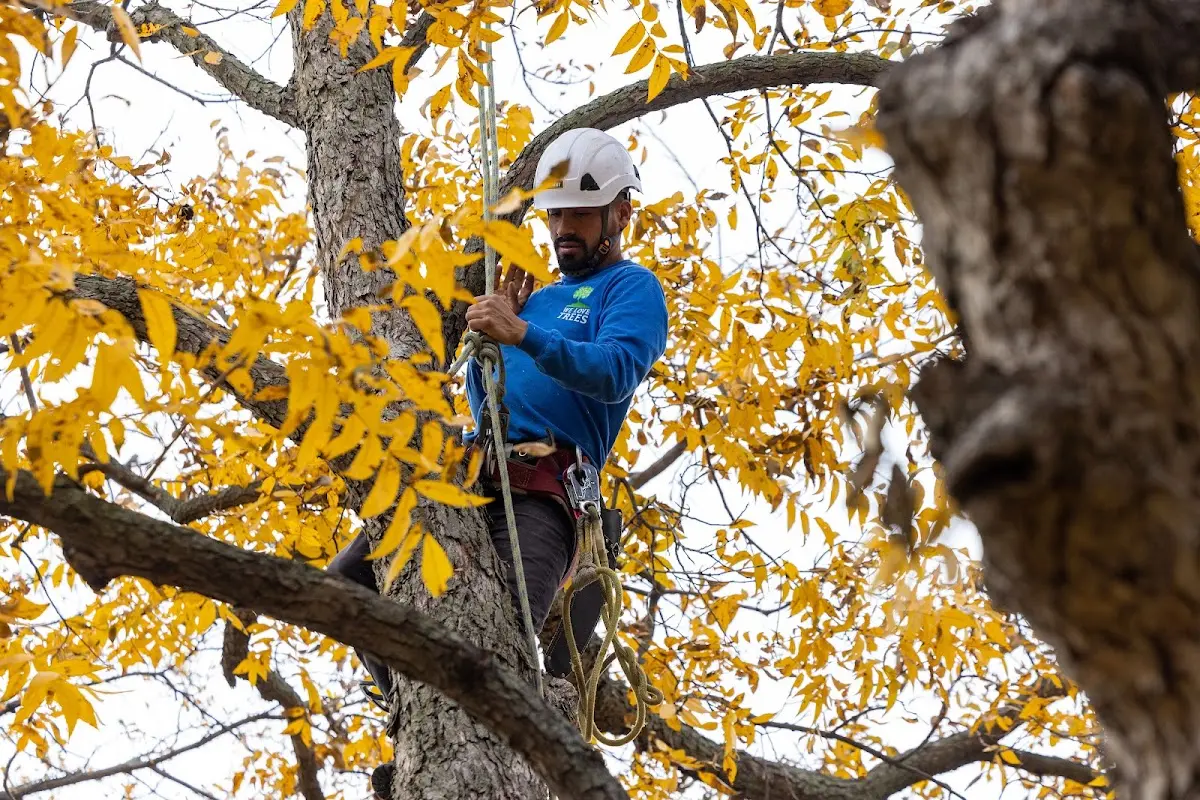 Skilled Tree Planing crew working in Mckeesport